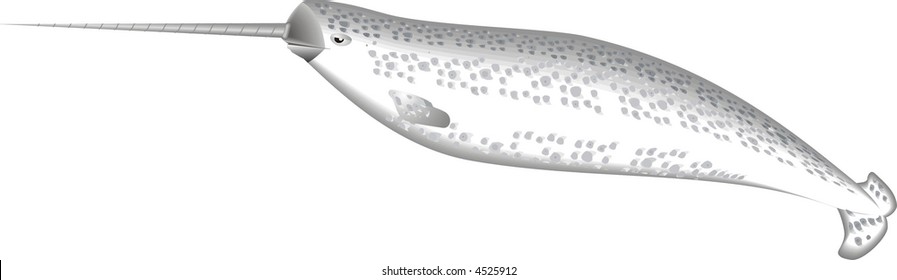 art illustration of a marine mammal, narwhal