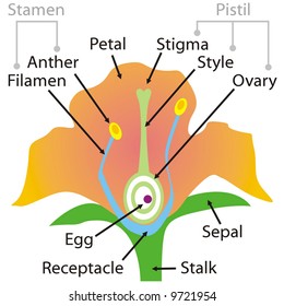 art illustration: the parts of a flower