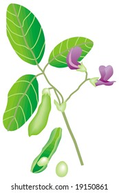 art illustration: a piece of a soybean tree