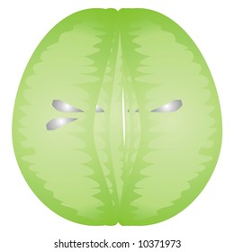 art illustration: the segments of a lemon