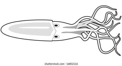art illustration of a squid