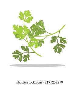 Art illustration Symbol logo botany design concept icon vegetables of celery leaf
