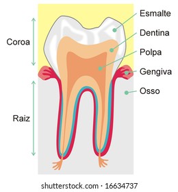 art illustration: teeth structure with words in portuguese