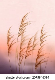 Imagen de arte con pasto pampas al amanecer o al atardecer. Afiche botánico para decoración de diseño de embalajes, decoración doméstica, afiche