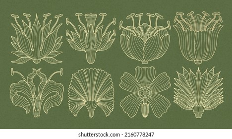 Art nouveau style flower plant basic element. 1920-1930 years vintage design. Symbol motif design.