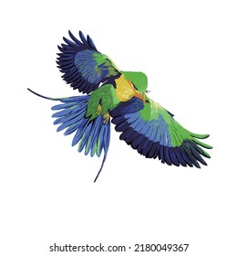 Art Painting Birds   
Illustration Birds Painting Birds