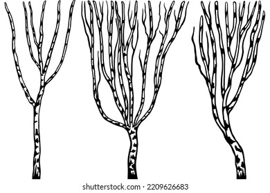 Impresión artística para el interior con árboles de abedul vectores gráficos en blanco y negro. Afiche del bosque de invierno.