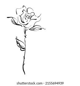 fondo vectorial de rosas esbozadas con espacio para texto, para tarjeta