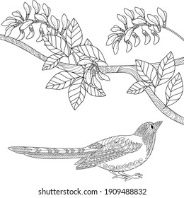 Art therapy coloring page. Birds hand drawn in vintage style with flowers. Magpie and flowers. The art of linear engraving. Bird concept. Romantic concept. 