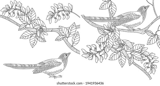 Art therapy coloring page. Birds hand drawn in vintage style with flowers. Magpie and flowers. The art of linear engraving. Bird concept. Romantic concept. 