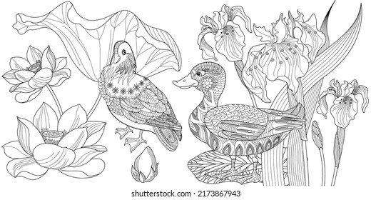 Art therapy coloring page. Colouring pictures for adults and children. Linear vector drawing from the Birds and Flowers series. Antistress freehand sketch drawing 