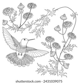 Art therapy coloring page. Hummingbird with daisies hand drawn in vintage style. Linear engraving art. Romantic concept.

