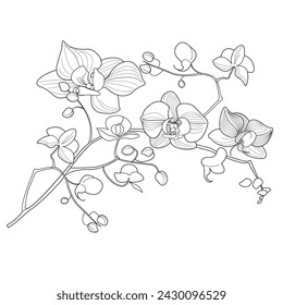 Malseite für Kunsttherapie. Lineares Bild von Orchideenblumen. Die Bilder eignen sich hervorragend zum Erstellen von Karten, Aufklebern, Tapeten und anderen Projekten.