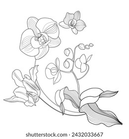 Art therapy coloring page. Linear image of orchid flowers. The pictures are perfect for creating cards, stickers, wallpapers and other projects.
