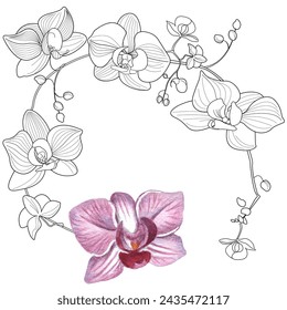 Página para colorear de terapia artística. Imagen lineal de flores de orquídea. Las imágenes son perfectas para crear tarjetas, pegatinas, fondos de pantalla y otros proyectos.
