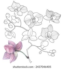 Malseite für Kunsttherapie. Lineares Bild von Orchideenblumen. Die Bilder eignen sich hervorragend zum Erstellen von Karten, Aufklebern, Tapeten und anderen Projekten.
