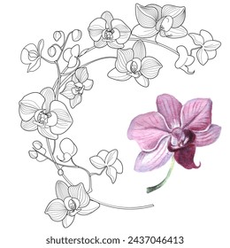 Malseite für Kunsttherapie. Lineares Bild von Orchideenblumen. Die Bilder eignen sich hervorragend zum Erstellen von Karten, Aufklebern, Tapeten und anderen Projekten.
