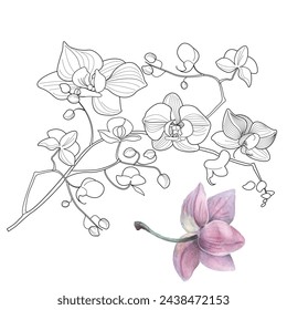 Art therapy coloring page. Linear image of orchid flowers. The pictures are perfect for creating cards, stickers, wallpapers and other projects.
