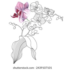 Art therapy coloring page. Linear image of orchid flowers. The pictures are perfect for creating cards, stickers, wallpapers and other projects.

