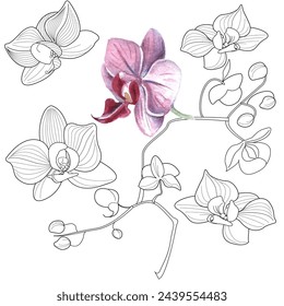 Art therapy coloring page. Linear image of orchid flowers. The pictures are perfect for creating cards, stickers, wallpapers and other projects.
