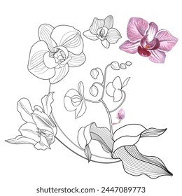 Malseite für Kunsttherapie. Lineares Bild von Orchideenblüten. Die Bilder eignen sich hervorragend zum Erstellen von Karten, Aufklebern, Bildschirmhintergründen und anderen Projekten.
