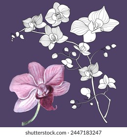 Art therapy coloring page. Linear image of orchid flowers. The pictures are perfect for creating cards, stickers, wallpapers and other projects.
