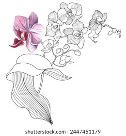 Art therapy coloring page. Linear image of orchid flowers. The pictures are perfect for creating cards, stickers, wallpapers and other projects.
