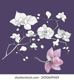 Página para colorear de terapia artística. Imagen lineal de flores de orquídeas. Las imágenes son perfectas para crear tarjetas, pegatinas, Fondos de pantalla y otros proyectos.
