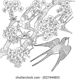 Art therapy coloring page. Swallow birds in vintage style with blossoming cherry branches. Linear engraving art. Romantic concept.