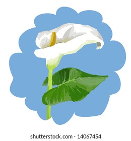 Art. Vector illustration of calla