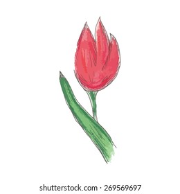 Art, vector, print, greeting card. Tulip painted pastel and pen.