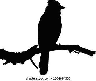 art white black nature animal graphic blue jay flying jaybird blue jay cyanocitta cristata movement birds plumage plume feathers featherbirds flying birds poultry design bird