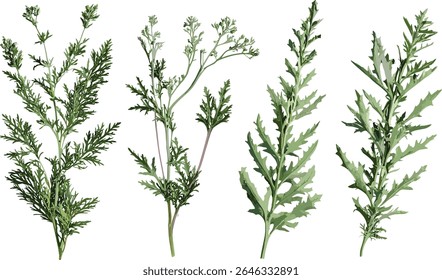 Artemisia abrotanum plant, southern wormwood, lad's love herb, vector illustration, cutout foliage, nature shrub, green leaf bush, garden element, medicinal flora, transparent background.