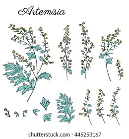 Artemisia absinthium, common wormwood, absinthium absinthe hand drawn vector ink color sketch isolated on white, Wormwood herb, Absinthe plant, Doodle Healing for cosmetics, design package, textile