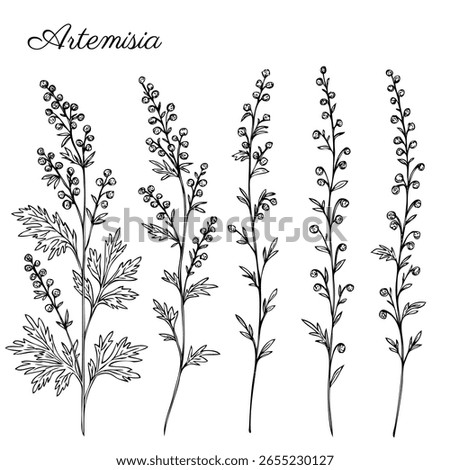 Artemisia absinthium, hand drawn vector ink sketch isolated on white, Also called absinthium absinthe wormwood, common wormwood, Wormwood herb, Absinthe plant, Doodle Healing herbs line art