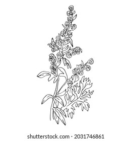 Artemisia absinthium vector illustration in a linear sketch style medicinal herbs