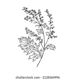 Artemisia absinthium, wormwood hand drawn vector ink line art isolated on white, Also called absinthium absinthe wormwood, Common Wormwood herb, Absinthe plant, Doodle Healing for design alcohol