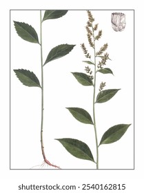 Artemisia anomala, hand-painted floral and botanical painting, hand-painted herbal painting, natural herbs.