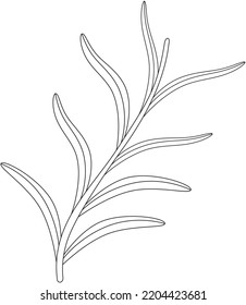 Artemisia Dracunculus Tarragon Leaf Vector Icon Black And White
