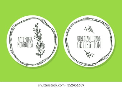 Artemisia mongolica - Siberian herbs. Handdrawn Illustration - Health and Nature Set of Tags