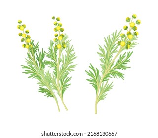 Artemisia mongolica, siberian herbs set. Flowering herbaceous medicinal plant vector illustration