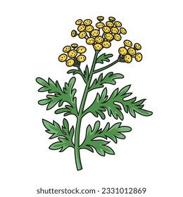 Artemisia sagebrush absinthe tarragon santonica diagrama de plantas esquemáticas vectoriales. Ilustración de la ciencia médica