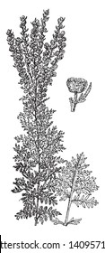 Artemisia Vulgaris is known as mugwort. It is growing 1-2 m tall, with a woody root and the leaves are 5-20 cm long, dark green and pinnate, vintage line drawing or engraving illustration.