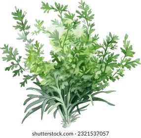 Artemisia Watercolor illustration. Hand drawn underwater element design. Artistic vector marine design element. Illustration for greeting cards, printing and other design projects.