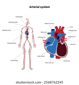 Arterial artery human system full body  medical diagram