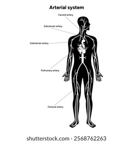 Arterial artery human system full body  medical diagram