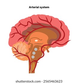 Arterial artery human system head 