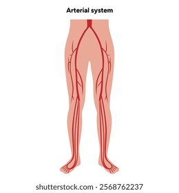 Arterial artery human system lower body medical diagram