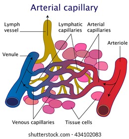 Arterial capillary vector illustration on white background