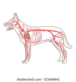 Dog Anatomy Images, Stock Photos & Vectors | Shutterstock